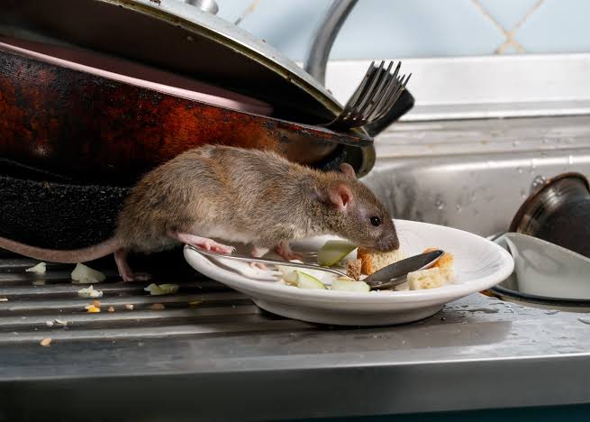 Rat Removal: Protecting Your Home from Rodent Infestations Before They Spread