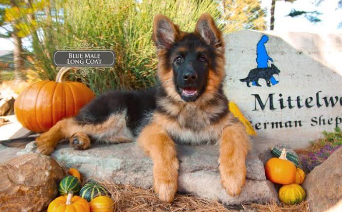How to Choose a German Shepherd Puppy for Your Family