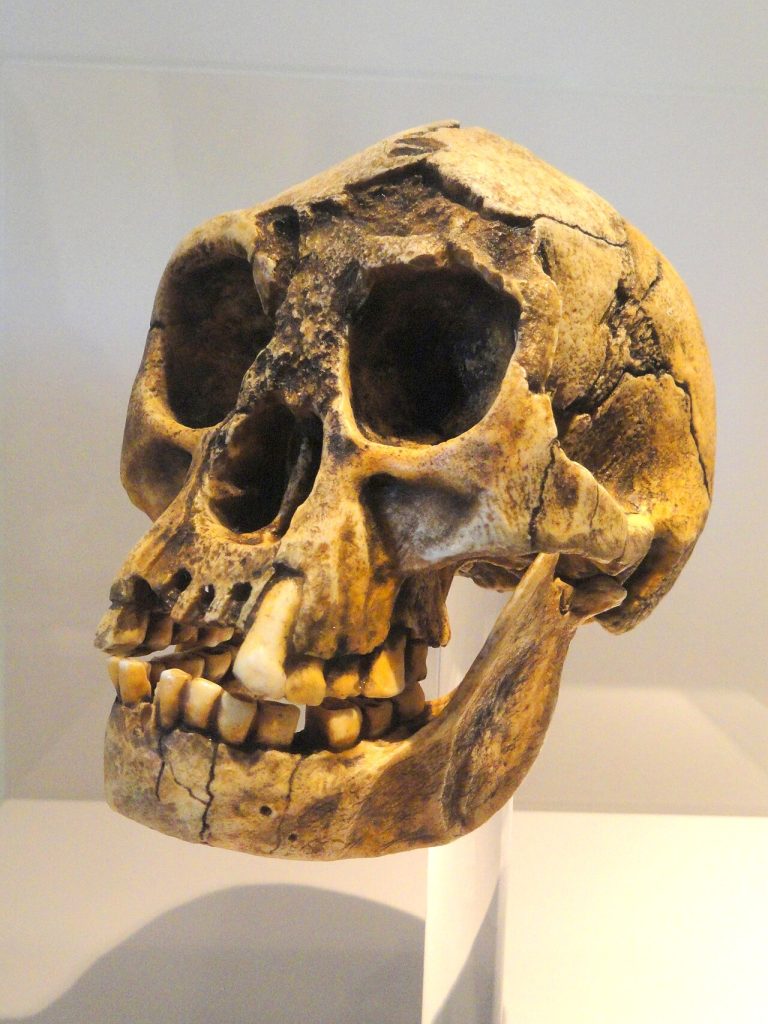 Evolution Built the Human Brain for Speed, Not Perfection Homo floresiensis skull at the Naturmuseum Senckenberg