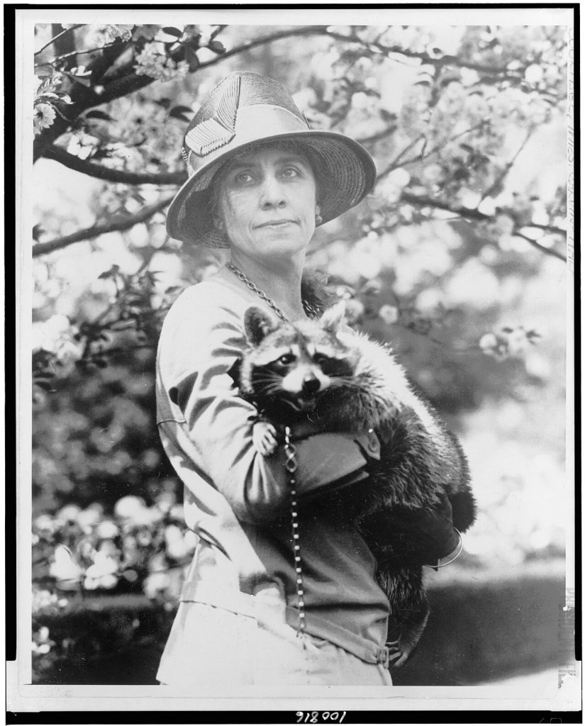 Historical photograph of a woman holding a raccoon